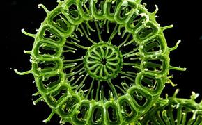 Спирулина на  вашем подоконнике: зелёный суперфуд для здоровья всей семьи