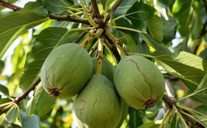 Осень — время заботы о грецком орехе: как правильно обрезать дерево перед началом зимы 