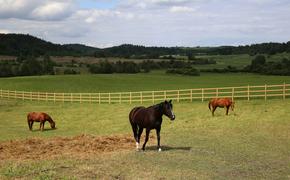 Полицейские разыскивают стрелявших из автомата у конного клуба в Дранишниках