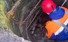 Спасатели вызволили бродячую собаку из колодца в Ленобласти