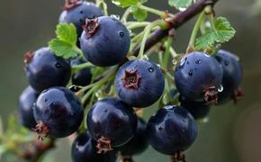Пересадка черной смородины: секреты успешного выращивания