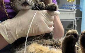 Блогера, выбросившего своего кота с четвёртого этажа, приговорили к реальному тюремному сроку