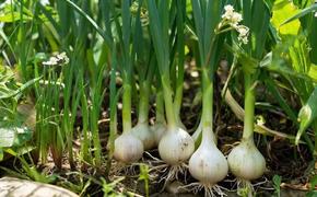 Чеснок под зиму: секрет щедрого урожая, проверенный временем