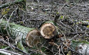 Петербуржцы требуют прекратить вырубку деревьев в Ново-Манежном сквере