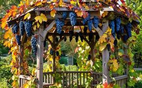 Осенняя обрезка виноградных кустов: ключ к здоровью и урожайности лозы