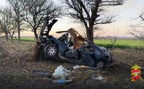 Дерево приняло души погибших из Range Rover