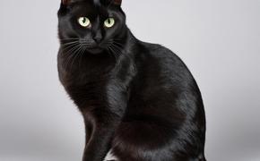 Сегодня День самого оклеветанного животного