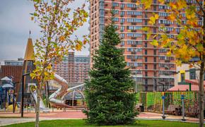 В столице Кубани к новогодним праздникам появилась 7-метровая бельгийская пихта