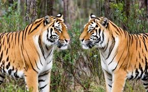 В московский зоопарк прилетели две тигрицы