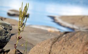 СК возбудил уголовное дело после гибели рыбака в Выборгском заливе