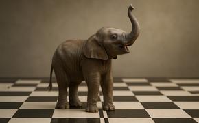 Сенатор от Крыма вернул шахматы на родину