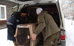 Для зоозащитников человеческие жизни не важны?