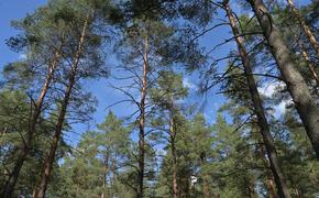 За 14 лет отряд «ЛизаАлерт» обработал 24,8 тысячи заявок в Петербурге и Ленобласти