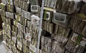 Белорусские таможенники пресекли крупнейшую в истории страны поставку наркотических и психотропных веществ из Евросоюза