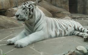 Во Владивостоке празднуют День тигра