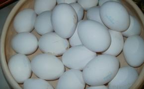 Ученые выяснили, как правильно хранить яйца