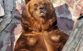 В Якутии медведь напал на мужчину, тот убил дикого зверя ножом