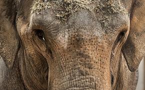 Когда Слон был Элефантом, его рот размером был равен носу (ФОТО)