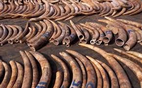 Министр из Танзании предложил расстреливать на месте охотников за слонами