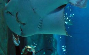 В Израиле акула откусила аквалангисту руку