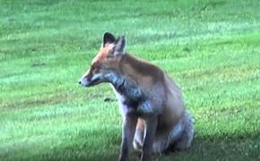 В Швейцарии лис положил глаз на мячики для гольфа ВИДЕО