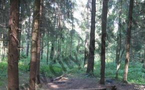 В Вологодской области девушка заблудилась в лесу