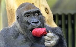 В Уганде туристы понаблюдают за горилами и помогут науке