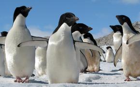 От России требуют соглашения на создание морских заповедников в Антарктике