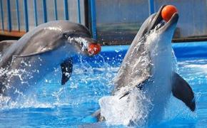 Воспитанникам алупкинского интерната предложат стать семьей с дельфинами