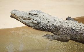Крокодилы Бразилии уже точат зубы к Олимпиаде (ВИДЕО)