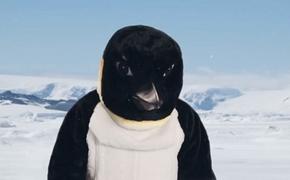 Пингвины выступили с видеообращением к Путину по поводу Антарктики (ВИДЕО)