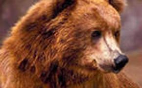 В Красноярском крае медведь зашел в деревню, задрал овцу и убежал в лес