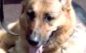 В Белгородской области бешеная собака насмерть загрызла женщину