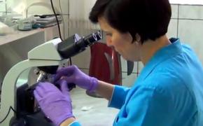 Искусственную кровь из червей создали румынские ученые