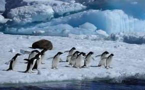 Россия, Украина и Китай вновь блокировали решение по охране Антарктики