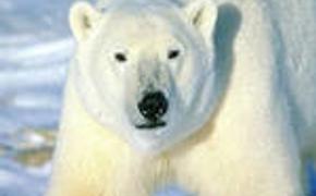 На Чукотке к населенному пункту  вышли 27 белых медведей