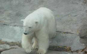 К населенному пункту на Чукотке вышли более 20 белых медведей