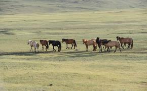 В Челябинской области у пастуха угнали табун из 68 лошадей