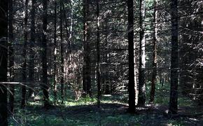 В лесу Волгоградской области неизвестные расстреляли охотников