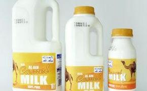 ООН рекомендует запивать кузнечиков верблюжьим молоком