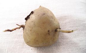 «Сладкий яд» для картофельных врагов