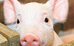 Наши свиньи плодятся, как кролики