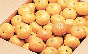 Мандарины для Москвы