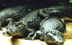 Ученые уверяют, что крокодилы спасутся от глобальной катастрофы