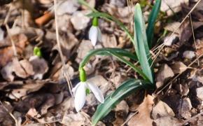 В Ялту неожиданно пришла весна: цветут первые подснежники