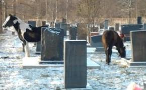 На городском кладбище Ялты пасутся кони