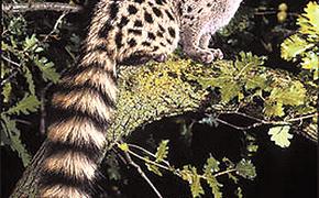 В Красноярске родилась кошка-хорёк