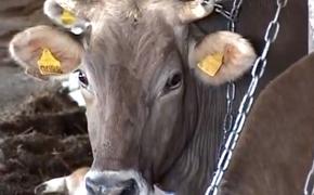 В ФРГ из-за продуктов жизнедеятельности коров взорвался коровник