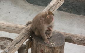Биологи создали первых генно-модифицированных обезьян