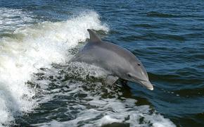 На пляже в Перу найдены туши 500 дельфинов